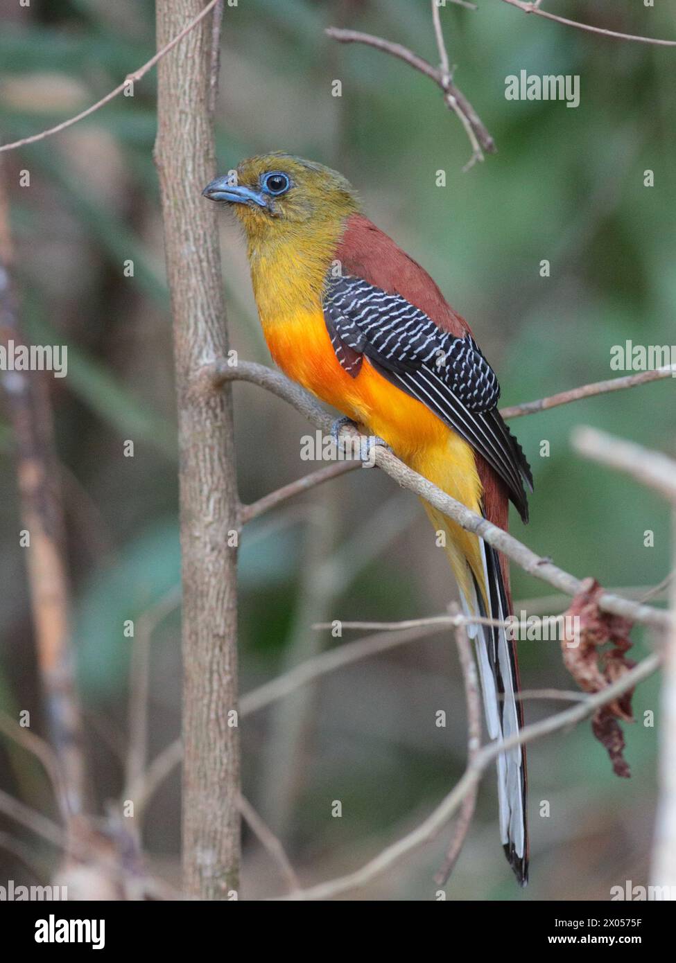 Photographie verticale d'un mâle adulte de Trogon à poitrine orange (Harpactes oreskios), -vue de côté - Parc national de Cat Tien, Vietnam Banque D'Images