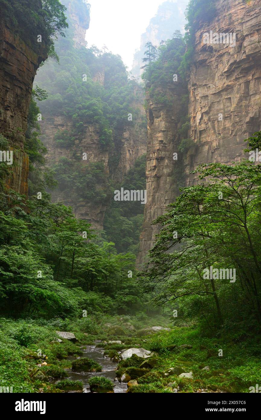 Les falaises de grès encadrent le paysage luxuriant du parc forestier national de Zhangjiajie. Banque D'Images