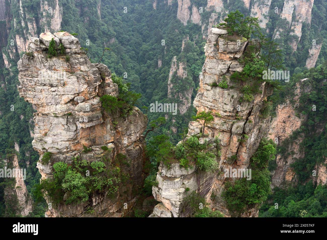 Les piliers de grès s'élèvent au-dessus de la forêt luxuriante du parc forestier national de Zhangjiajie dans la zone pittoresque de Wulingyuan, en Chine. Banque D'Images