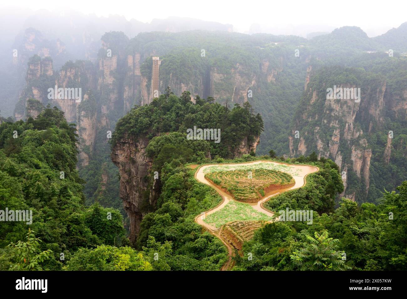 Une petite culture agricole pousse au sommet d'une montagne dans le parc forestier national de Zhangjiajie dans la zone pittoresque de Wulingyuan, en Chine. Banque D'Images