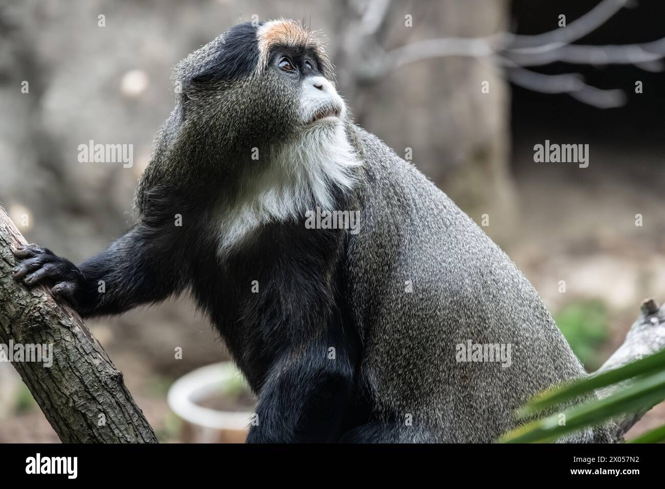Le singe de Brazza (Cercopithecus negectus), primate d'Afrique centrale, au zoo de Birmingham à Birmingham, Alabama. (ÉTATS-UNIS) Banque D'Images