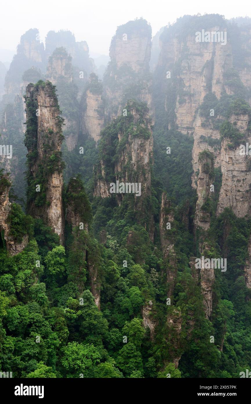 Les piliers de grès s'élèvent au-dessus de la forêt luxuriante du parc forestier national de Zhangjiajie dans la zone pittoresque de Wulingyuan, en Chine. Banque D'Images