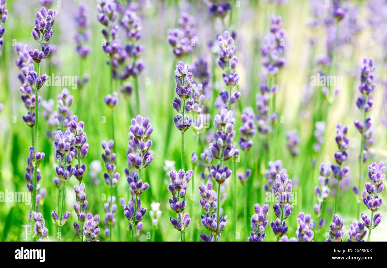 fleurs sauvages bleues dans l'herbe verte. lavande florissante en été. Banque D'Images