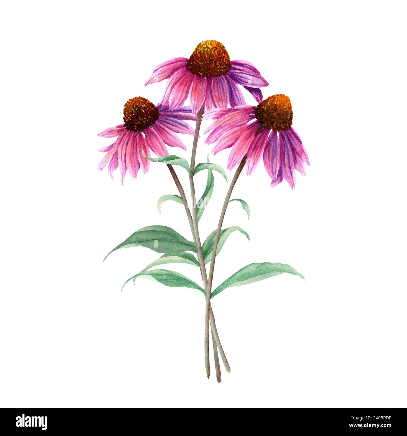 Composition de fleur d'herbe Coneflower, Echinacea. Illustration d'aquarelle botanique. Pour les cartes clip art invitation Banque D'Images