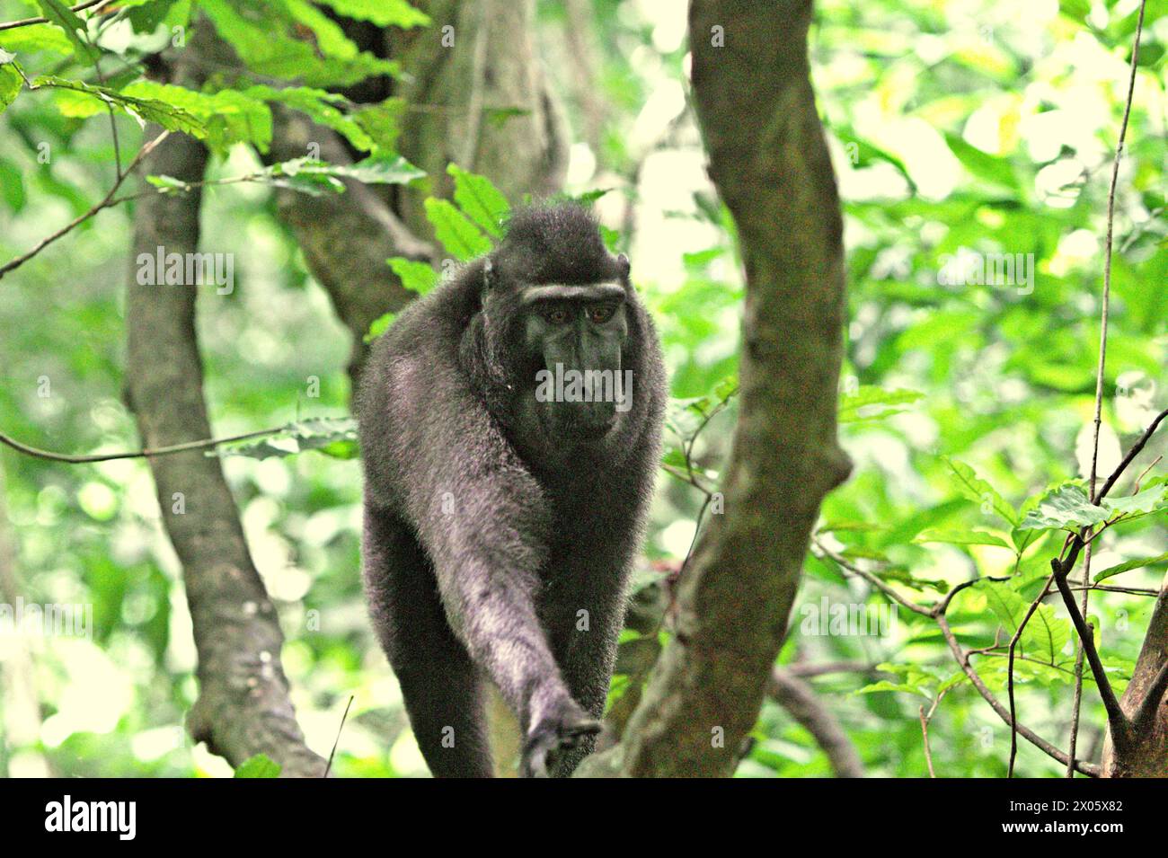 Macaque à crête (Macaca nigra) dans la forêt de Tangkoko, Sulawesi du Nord, Indonésie. «Le changement climatique est l'un des principaux facteurs affectant la biodiversité dans le monde à un rythme alarmant», selon une équipe de scientifiques dirigée par Antonio Acini Vasquez-Aguilar dans leur document de recherche publié pour la première fois en mars 2024 sur environ Monit Assess. Cela pourrait modifier la répartition géographique des espèces, y compris les espèces qui dépendent grandement du couvert forestier, ont-ils écrit. En d'autres termes, le changement climatique pourrait réduire la pertinence de l'habitat des espèces de primates, ce qui pourrait les forcer à quitter des habitats sûrs et... Banque D'Images