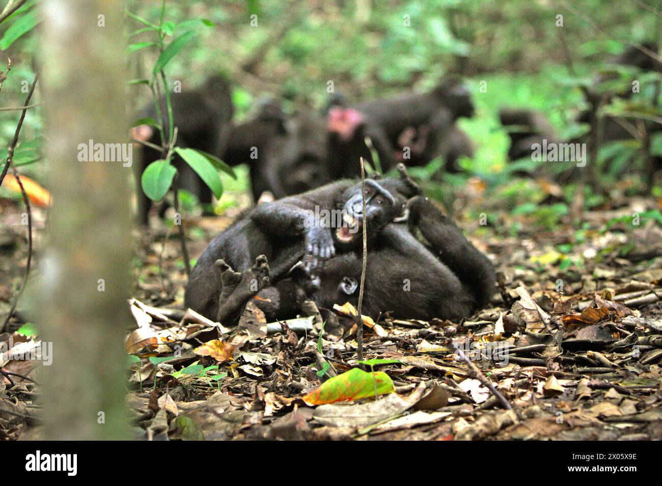 Interaction sociale des macaques à crête (Macaca nigra) dans la forêt de Tangkoko, Sulawesi Nord, Indonésie. «Le changement climatique est l'un des principaux facteurs affectant la biodiversité dans le monde à un rythme alarmant», selon une équipe de scientifiques dirigée par Antonio Acini Vasquez-Aguilar dans leur document de recherche publié pour la première fois en mars 2024 sur environ Monit Assess. Cela pourrait modifier la répartition géographique des espèces, y compris les espèces qui dépendent grandement du couvert forestier, ont-ils écrit. En d'autres termes, le changement climatique pourrait réduire la pertinence de l'habitat des espèces de primates, ce qui pourrait les forcer à quitter... Banque D'Images