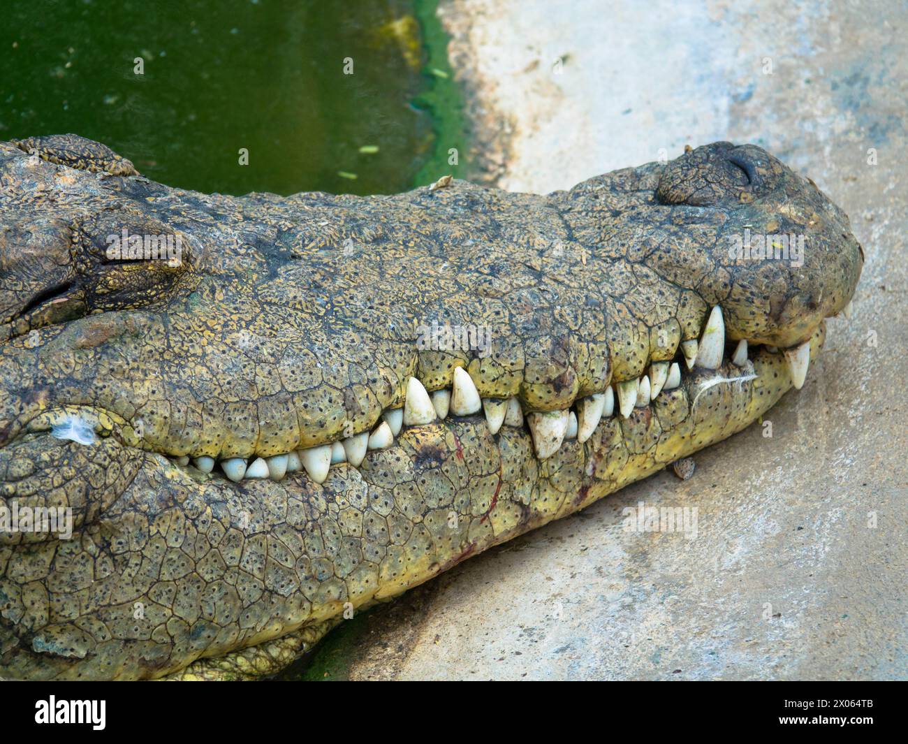 Crocodile en captivité. Cuir de crocodile d'origine agricole. Industrie du cuir. Ferme aux crocodiles Otjiwarongo. Namibie, Afrique. Gros plan Banque D'Images