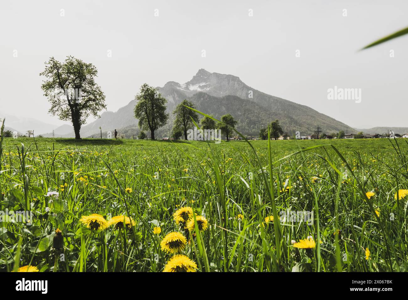 Saharastaub rund um den Untersberg im Frühling in Grödig am 09.04.2024. // poussière du Sahara autour de l'Untersberg au printemps à Grödig le 9 avril 2024. - 20240409 PD3901 crédit : APA-PictureDesk/Alamy Live News Banque D'Images