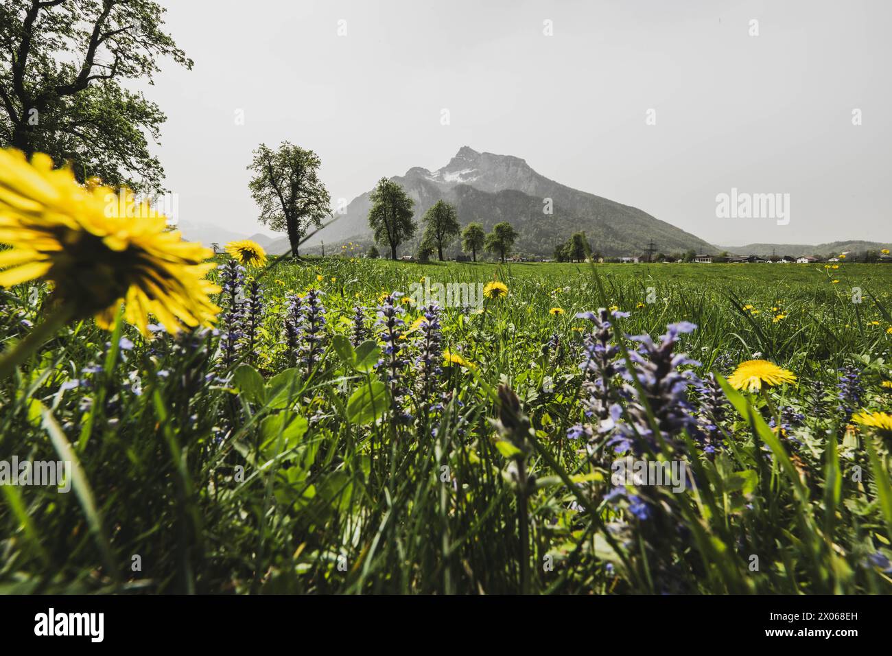 Saharastaub rund um den Untersberg im Frühling in Grödig am 09.04.2024. // poussière du Sahara autour de l'Untersberg au printemps à Grödig le 9 avril 2024. - 20240409 PD3927 crédit : APA-PictureDesk/Alamy Live News Banque D'Images