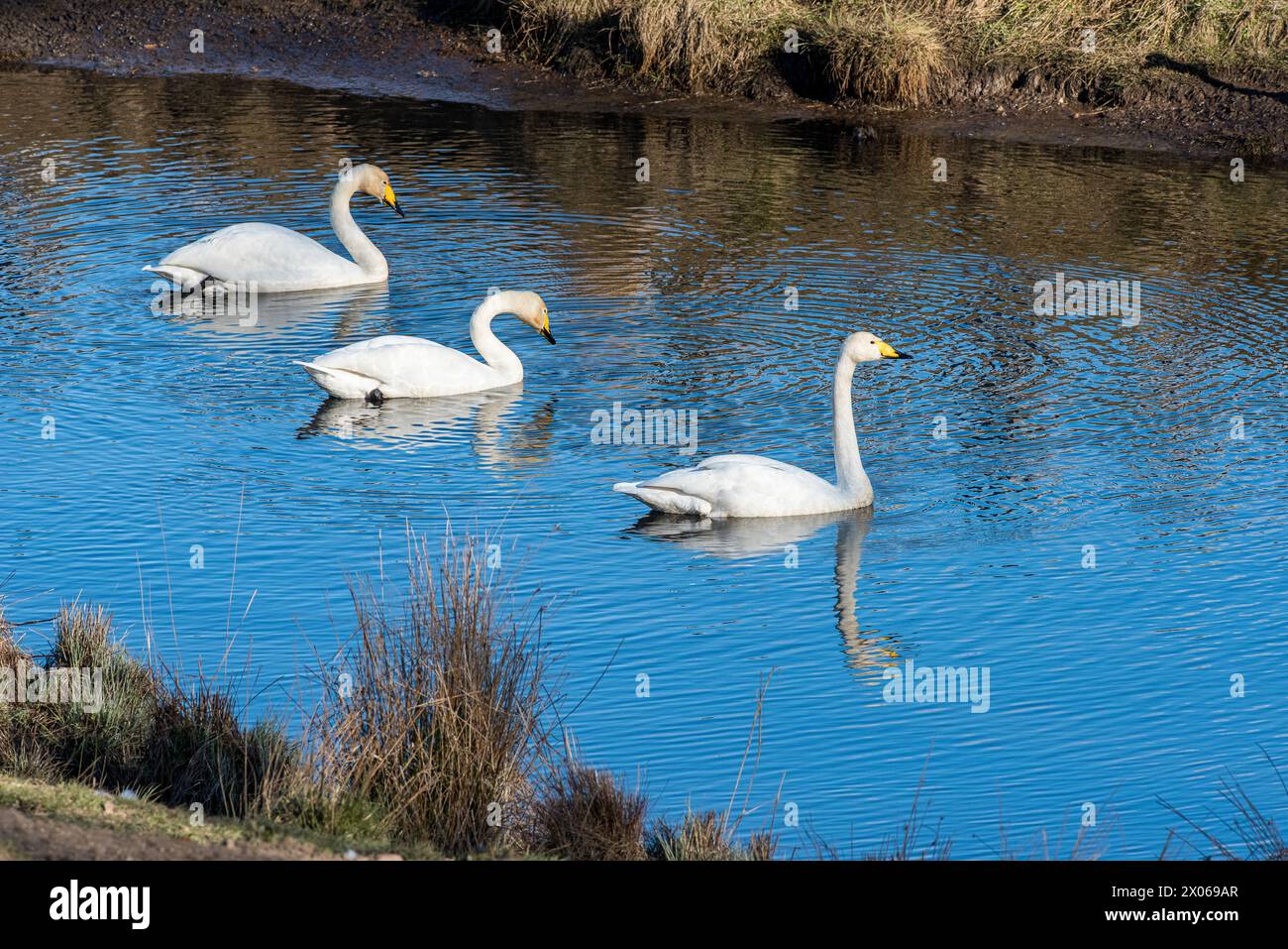Cygnes Whooper s au lac Hornborga au printemps en Suède. Le lac attire des milliers d'oiseaux migrateurs chaque jour pendant son apogée à la fin mars-début de l'AP Banque D'Images