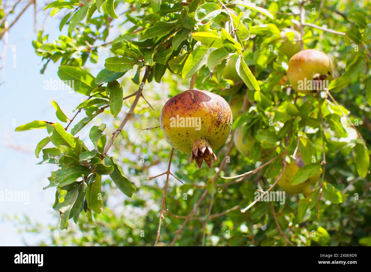 Culture de fruits de grenade biologique à Guzelyurt, Chypre du Nord Banque D'Images