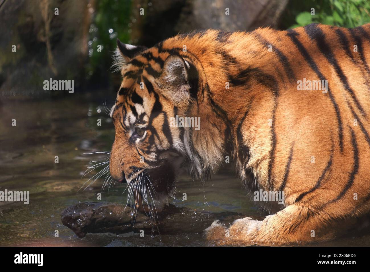 Sumatra-Tiger im Zoo Krefeld in verschiedenen Aktionen. Tigre *** tigres de Sumatra au zoo de Krefeld dans diverses activités de tigre Banque D'Images