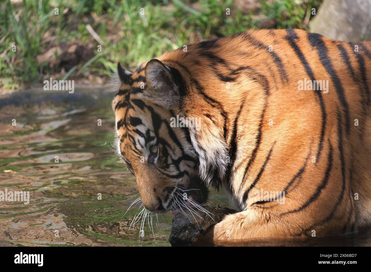 Sumatra-Tiger im Zoo Krefeld in verschiedenen Aktionen. Tigre *** tigres de Sumatra au zoo de Krefeld dans diverses activités de tigre Banque D'Images