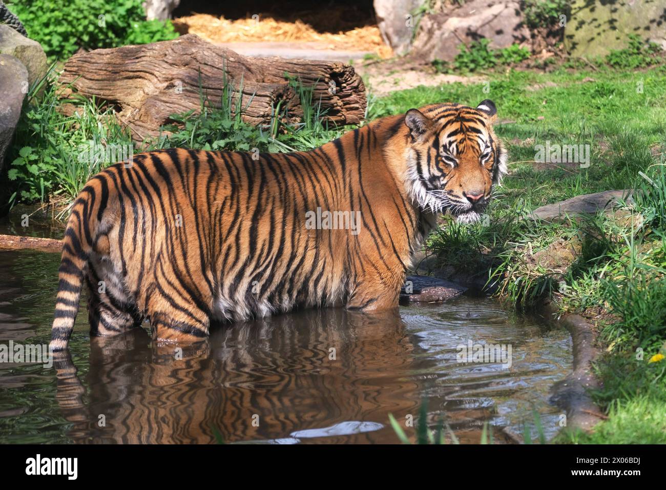 Sumatra-Tiger im Zoo Krefeld in verschiedenen Aktionen. Tigre *** tigres de Sumatra au zoo de Krefeld dans diverses activités de tigre Banque D'Images