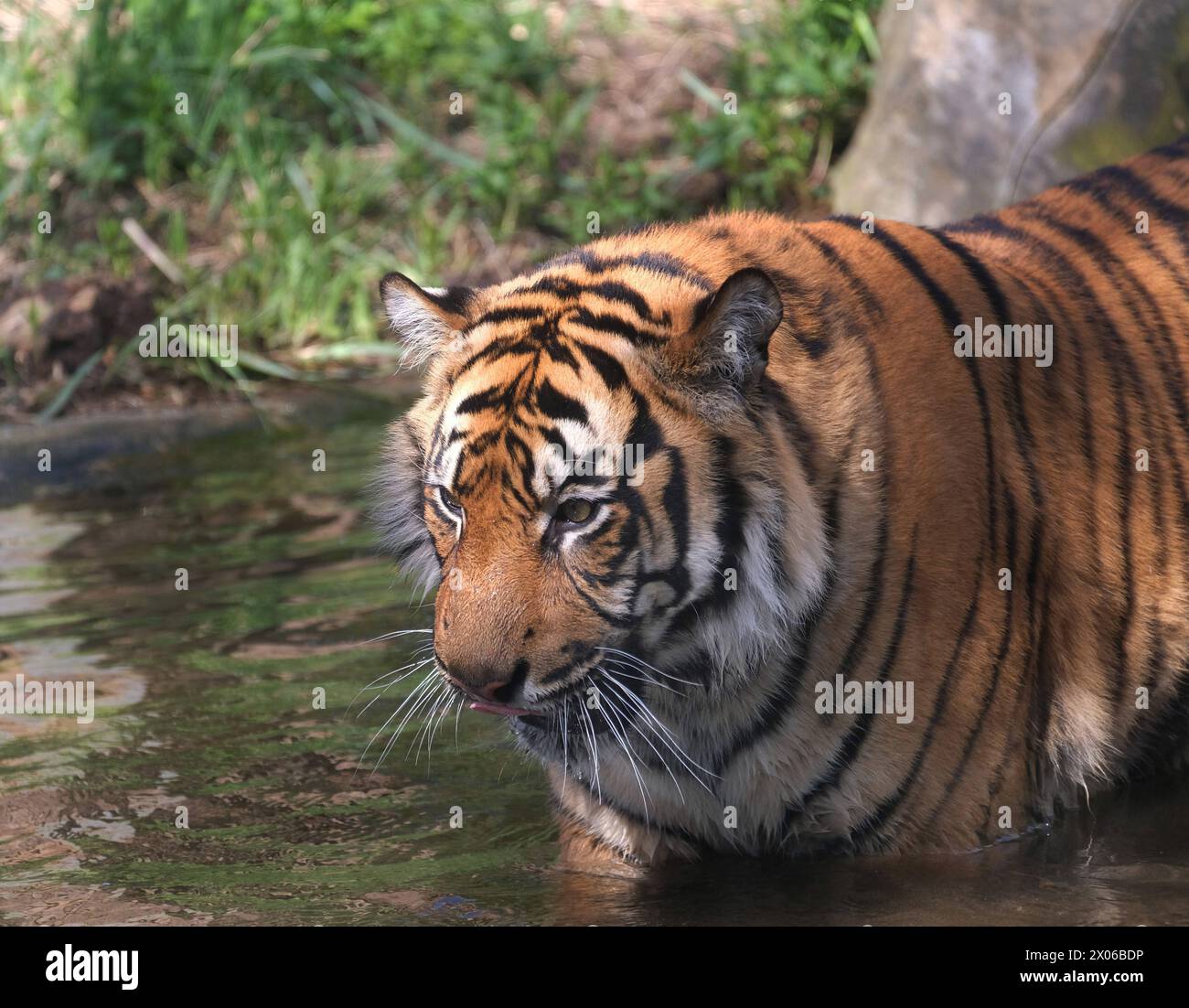 Sumatra-Tiger im Zoo Krefeld in verschiedenen Aktionen. Tigre *** tigres de Sumatra au zoo de Krefeld dans diverses activités de tigre Banque D'Images