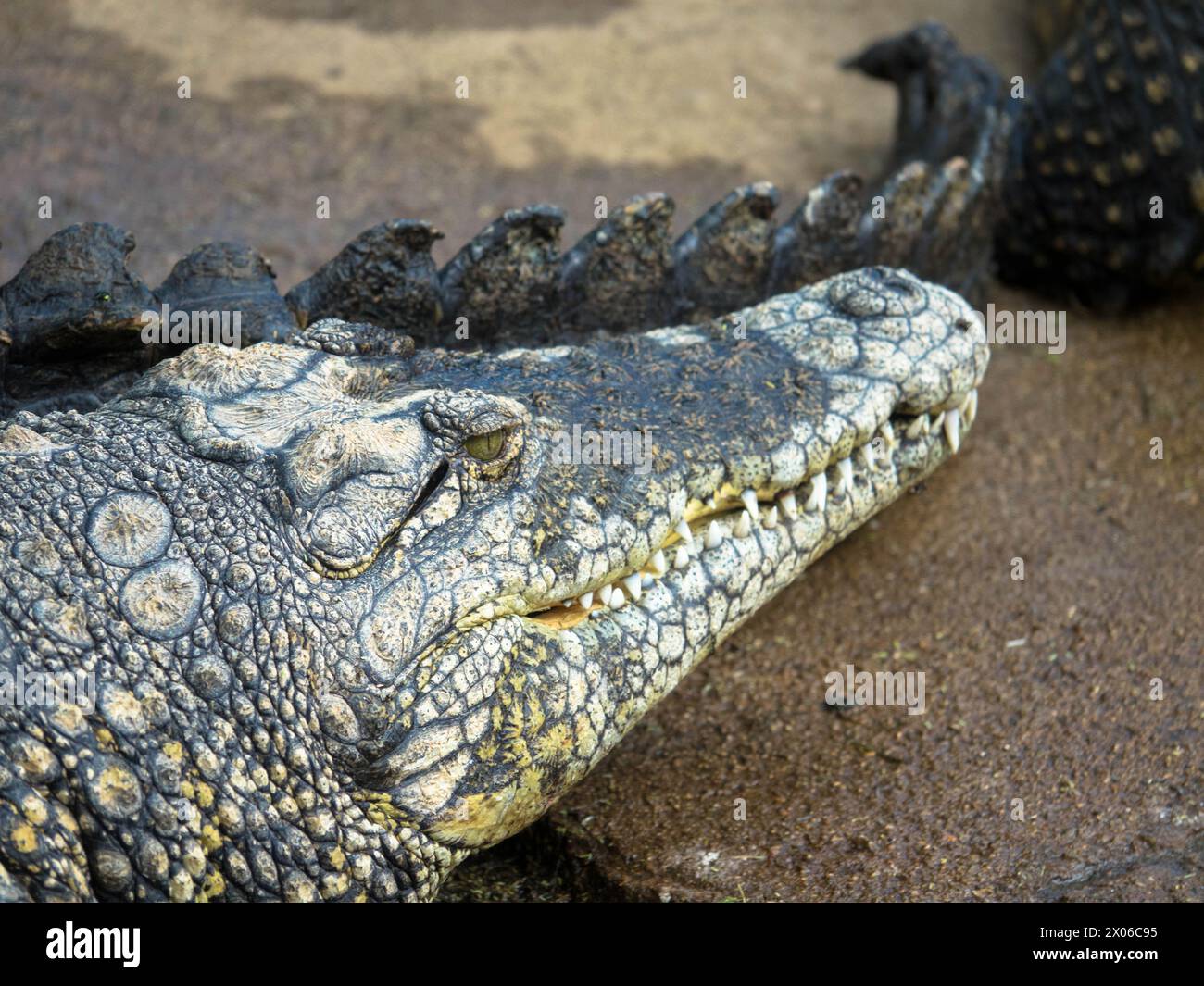 Crocodile en captivité. Cuir de crocodile d'origine agricole. Industrie du cuir. Ferme aux crocodiles Otjiwarongo. Namibie, Afrique. Gros plan Banque D'Images