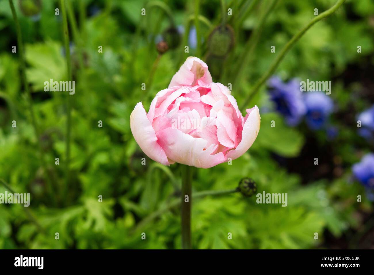 Belle tulipe fleurissant dans le jardin au printemps. Banque D'Images