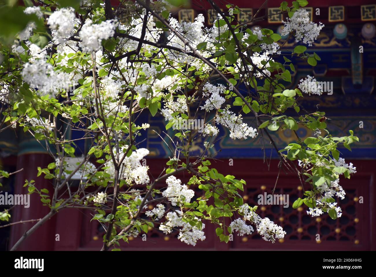 Fleurs de lilas fleurissent au temple Fayuan à Pékin, Chine, 6 avril 2024. Banque D'Images