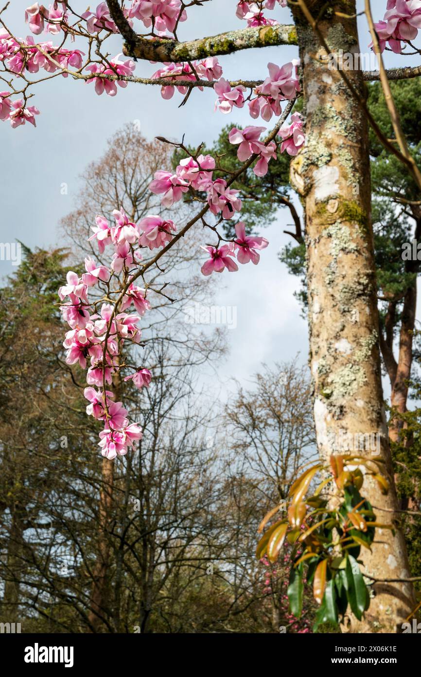 Un magnolia montrant une branche fleurie Banque D'Images