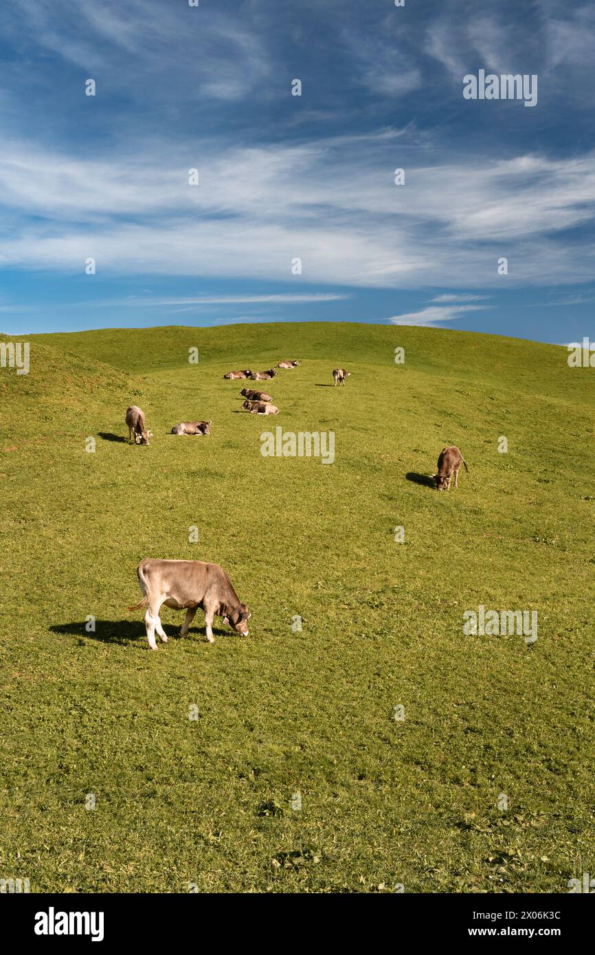 Vaches brunes suisses sur un pâturage en Suisse. Bovins alpins emblématiques Banque D'Images