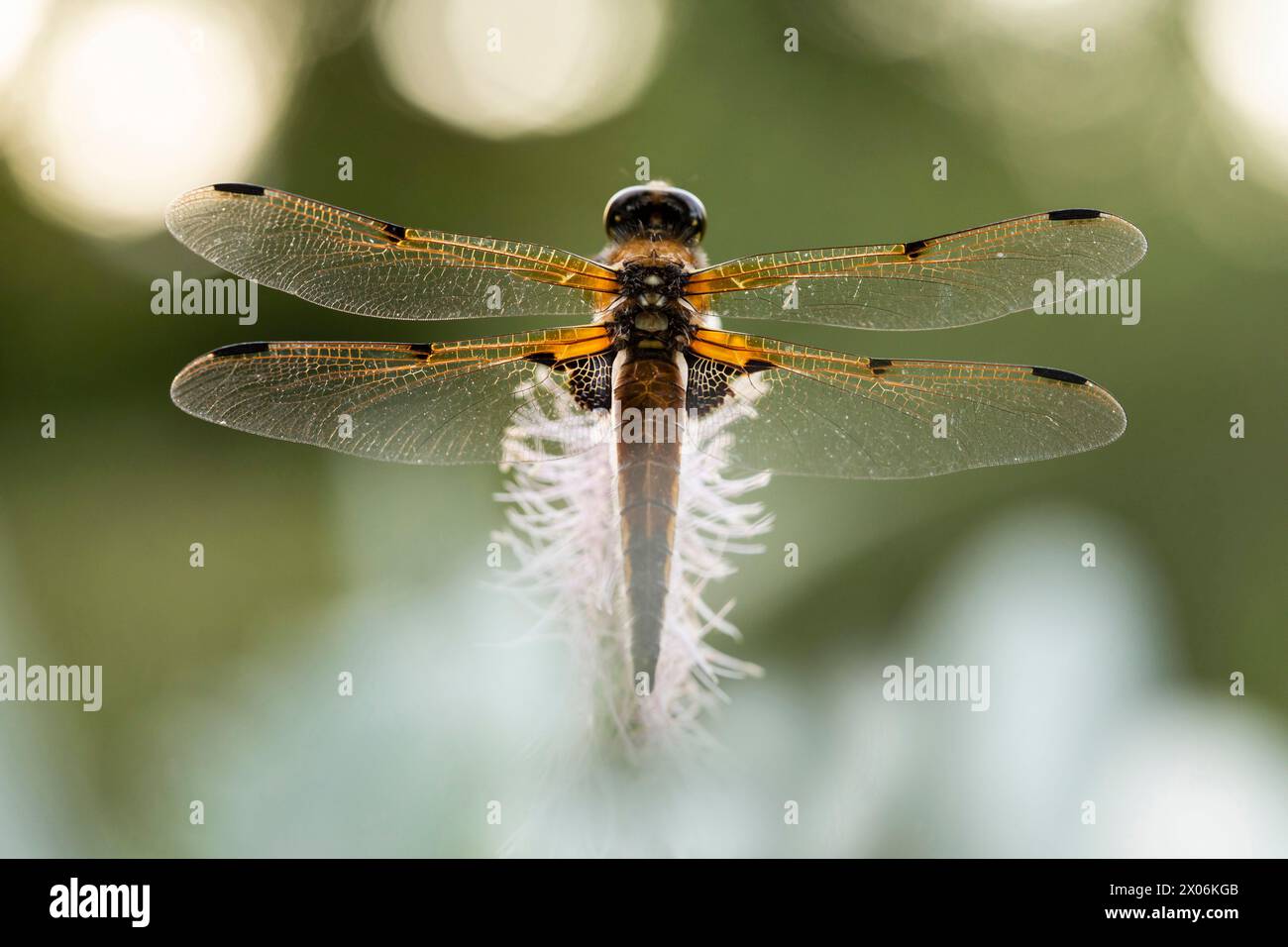 libellula à quatre points, chasseur à quatre points, quatre points (Libellula quadrimaculata), vue de dessus, Allemagne, Bavière Banque D'Images