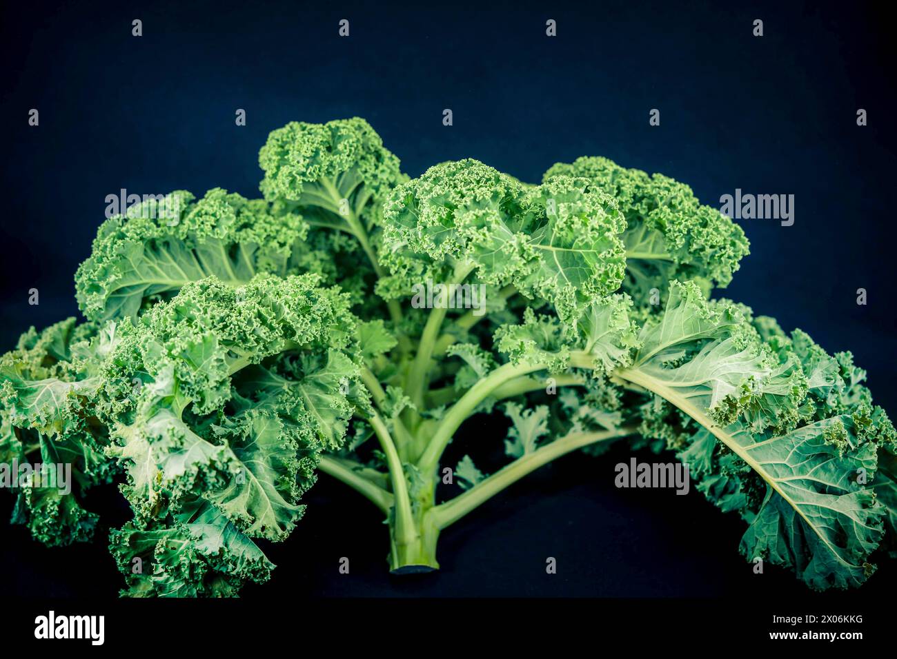 Chou frisé, borecole (Brassica oleracea var. Sabellica, Brassica oleracea convar. acéphale var. sabellica), chou frisé sur fond noir Banque D'Images