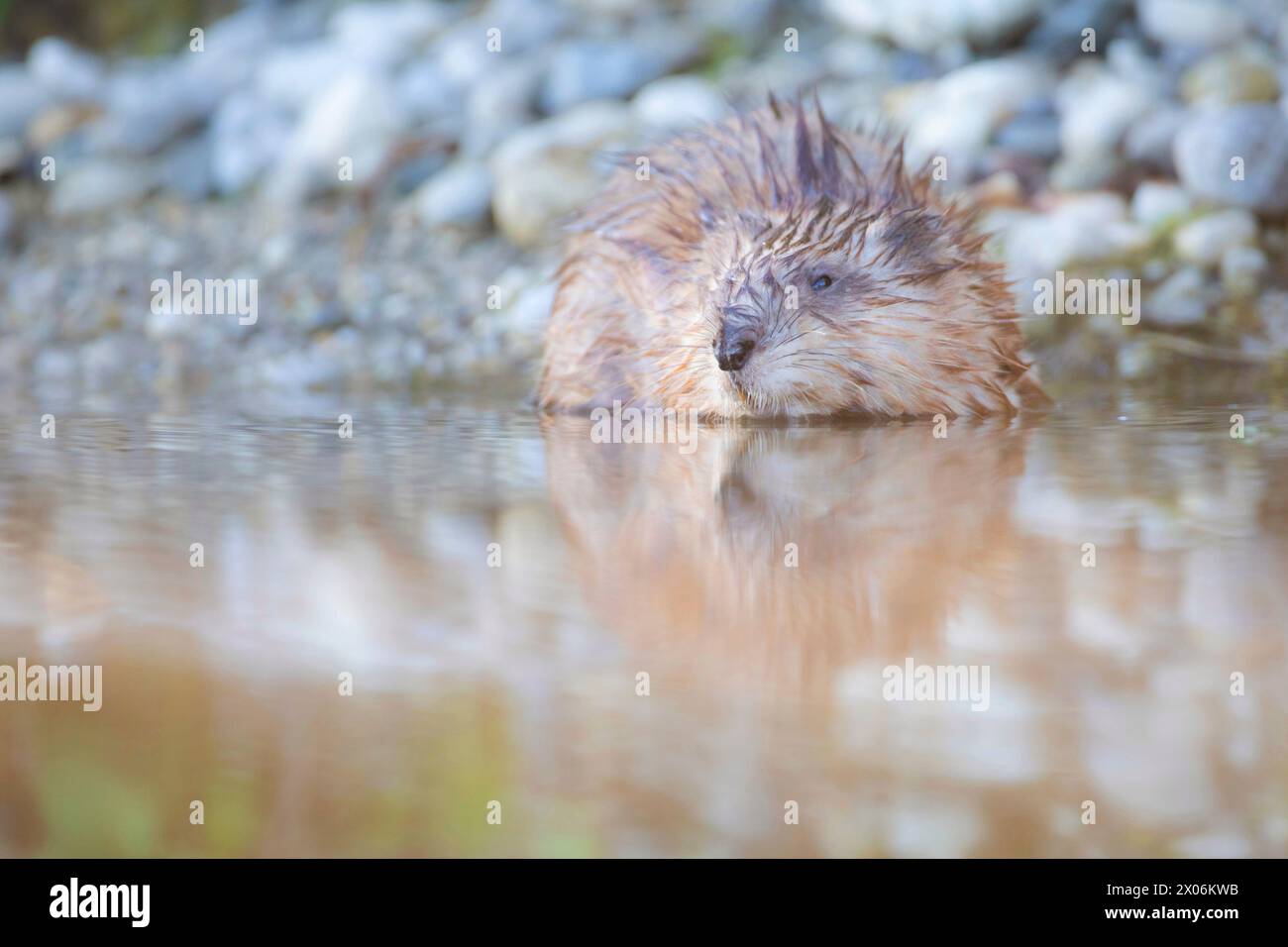 Rat musqué (Ondatra zibethicus), en eau peu profonde au bord de l'eau, Allemagne, Bavière, Oberbayern, haute-Bavière Banque D'Images