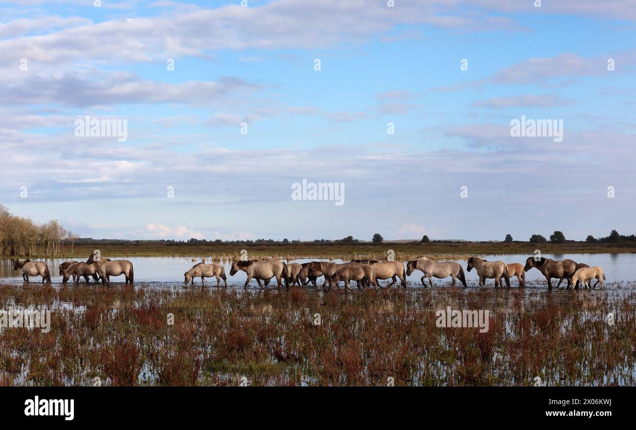 Cheval Konik, Konik, Konik polonais (Equus przewalskii F. caballus), chevaux Konik marchent dans les eaux peu profondes, pays-Bas, parc national Lauwersmeer Banque D'Images