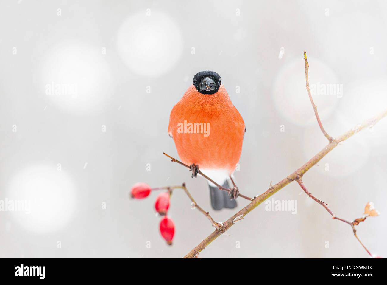 Bullfinch, bullfinch eurasien, bullfinch nord (Pyrrhula pyrrhula), mâle à la chute de neige sur une branche à hanches roses, Allemagne, Bavière Banque D'Images