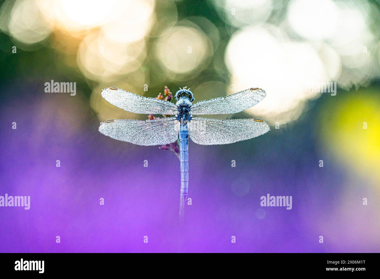 Écumoire à quille (Orthetrum coerulescens), mâle recouvert de gouttes de rosée, Allemagne, Bavière Banque D'Images