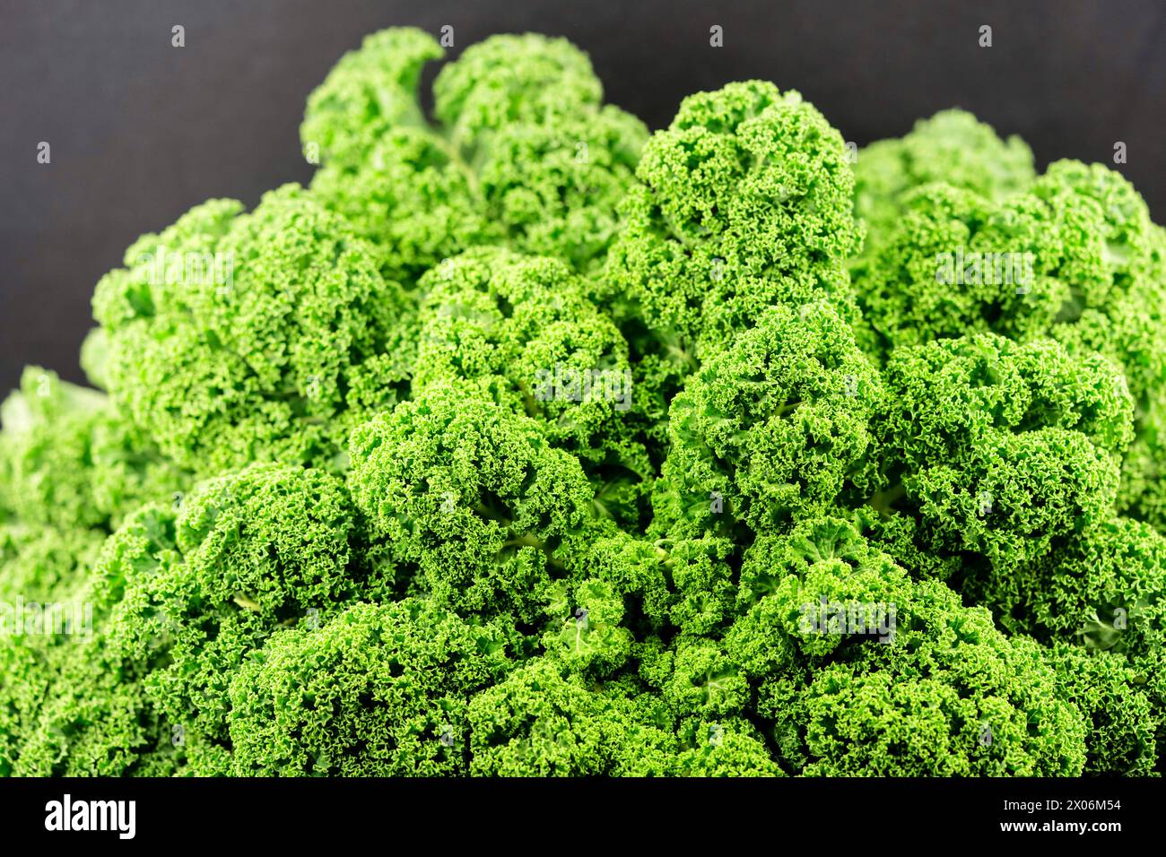 Chou frisé, borecole (Brassica oleracea var. Sabellica, Brassica oleracea convar. acéphale var. sabellica), chou frisé fraîchement récolté, culture régionale Banque D'Images