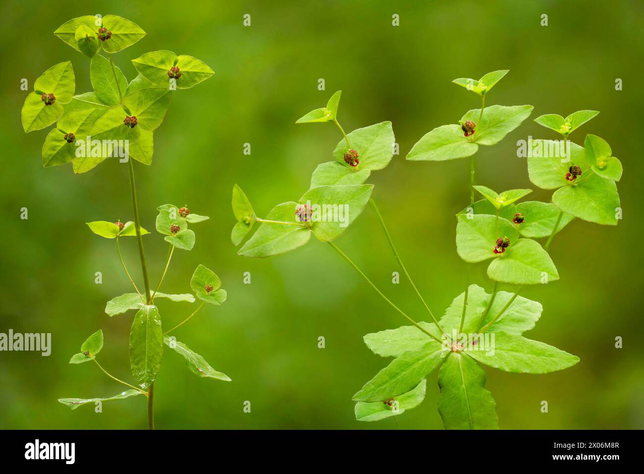 Éperon douce (Euphorbia dulcis), fructification, Italie, Tyrol du Sud, Dolomites Banque D'Images