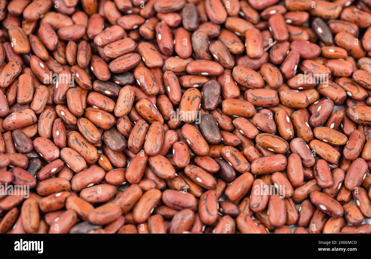 Haricot commun (Phaseolus vulgaris), haricots rouges Banque D'Images