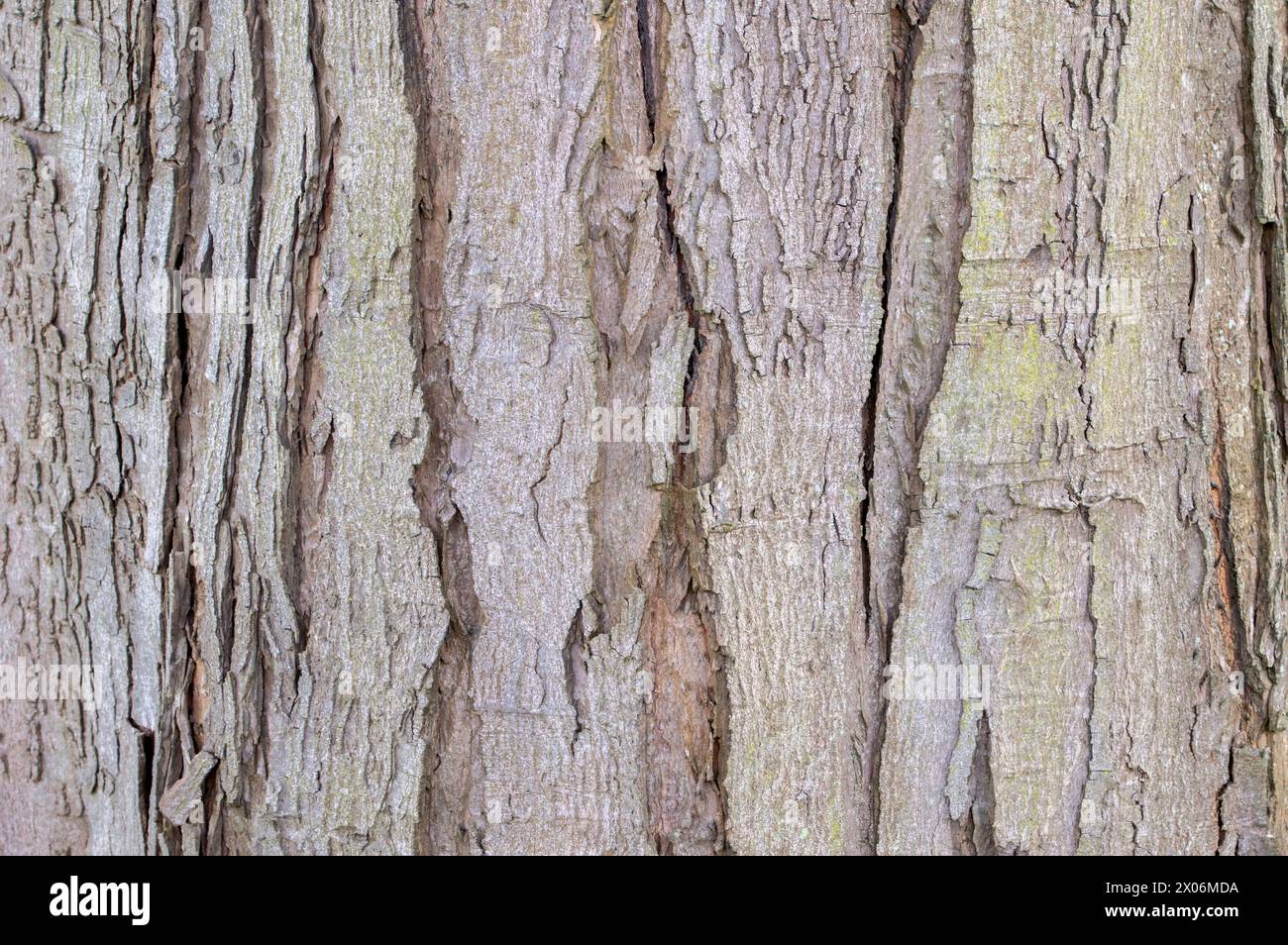 Gros plan écorce d'Un Acer Saccharinum Lacinatum Wieri à Amsterdam pays-Bas 4-4-2024 Banque D'Images