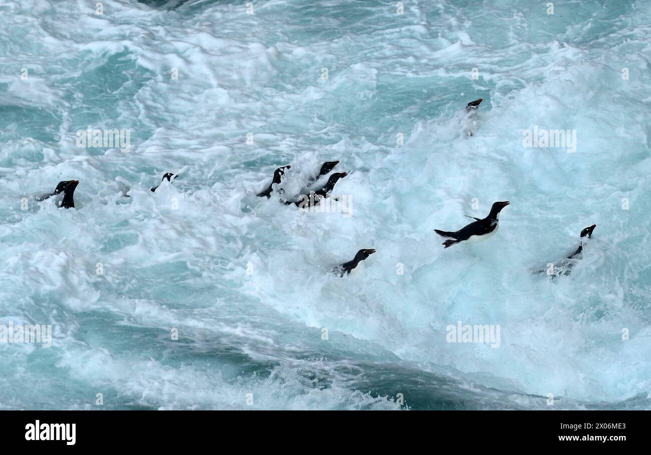 Pingouin Rockhopper, manchot rockhopper du Sud (Eudyptes chrysocome), essayez d'obtenir à terre dans les vagues lourdes, Argentine, îles Falkland, Sea Lion Island, Banque D'Images