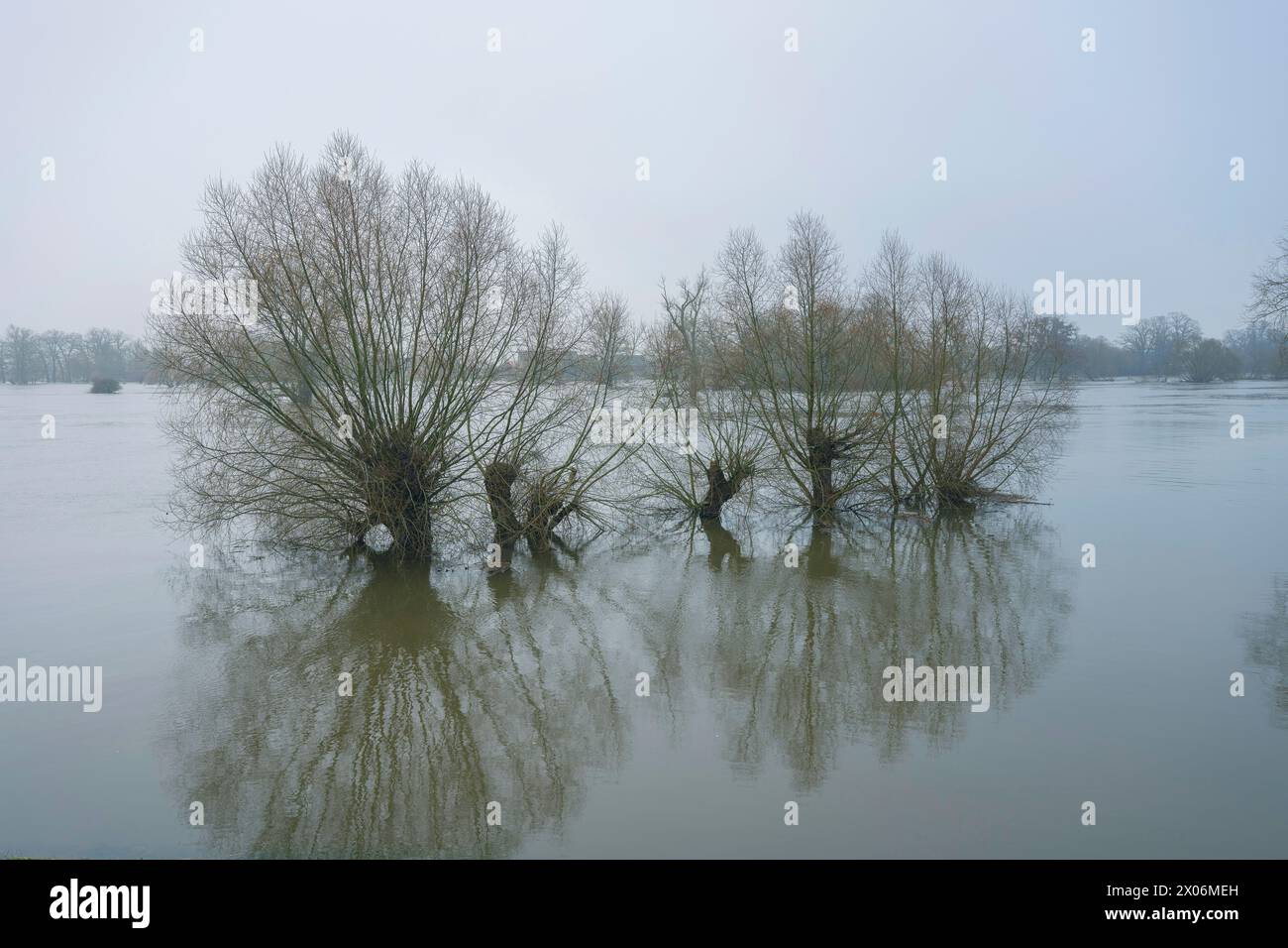 L'inondation hivernale sur l'Elbe s'est propagée à travers la plaine inondable de l'Elbe, des groupes d'arbres s'élèvent hors de l'eau, en Allemagne, en basse-Saxe Banque D'Images
