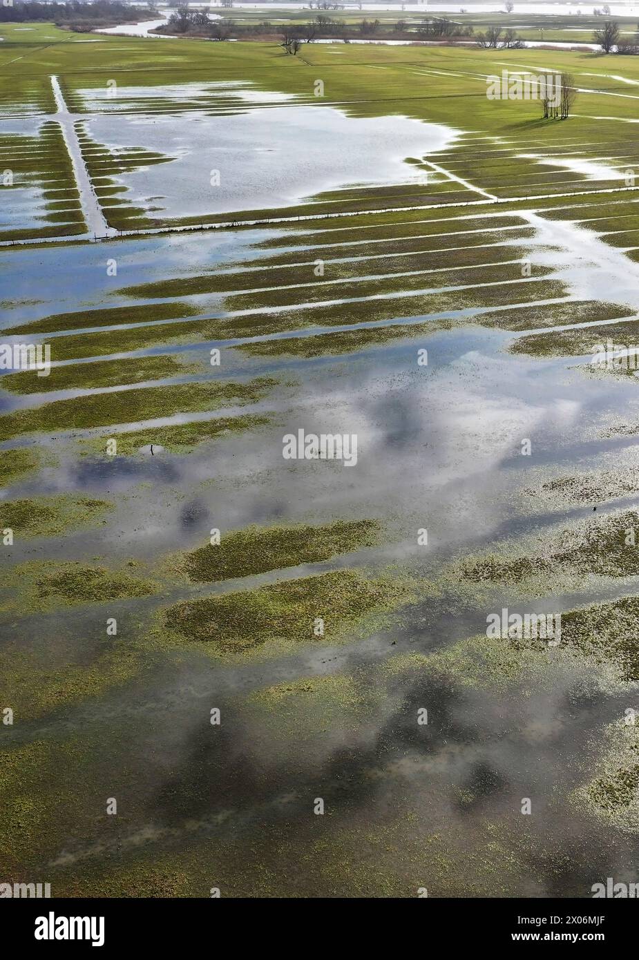 Zone humide dans le parc national, pays-Bas, Parc national de Biesbosch Banque D'Images