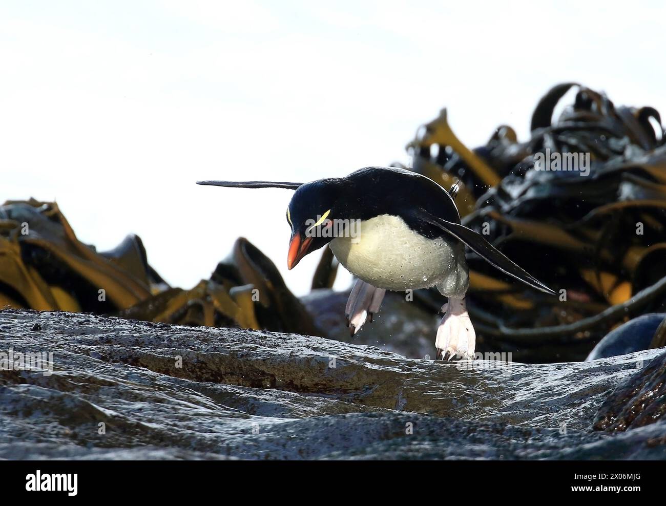 Pingouin Rockhopper, manchot rockhopper du Sud (Eudyptes chrysocome), grimpe sur une pente très glissante, Argentine, îles Falkland, Sea Lion Island Banque D'Images