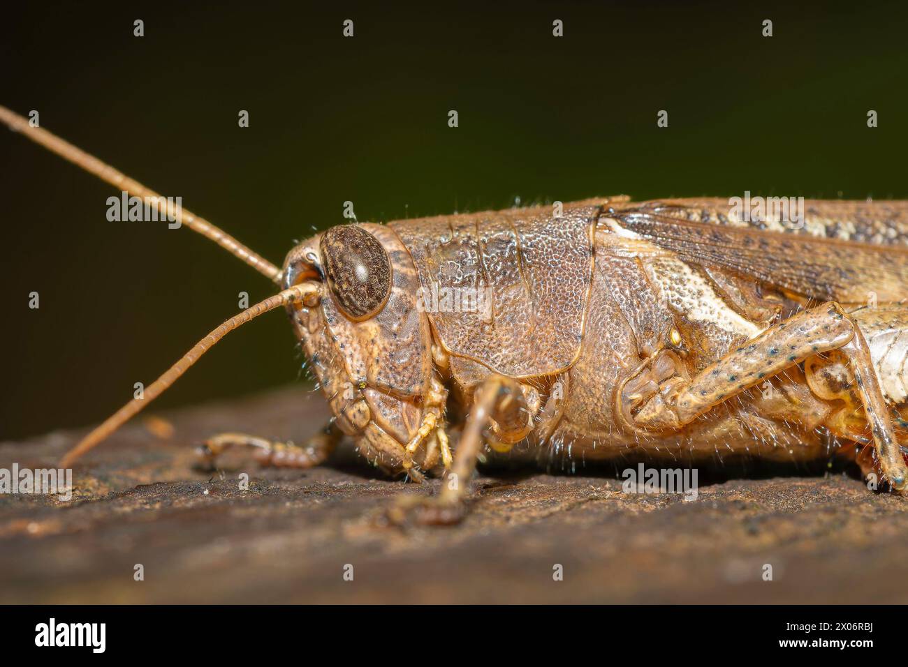 Sauterelle à cornes courtes, photo macro Traulia ornata, gros plan d'une sauterelle Banque D'Images