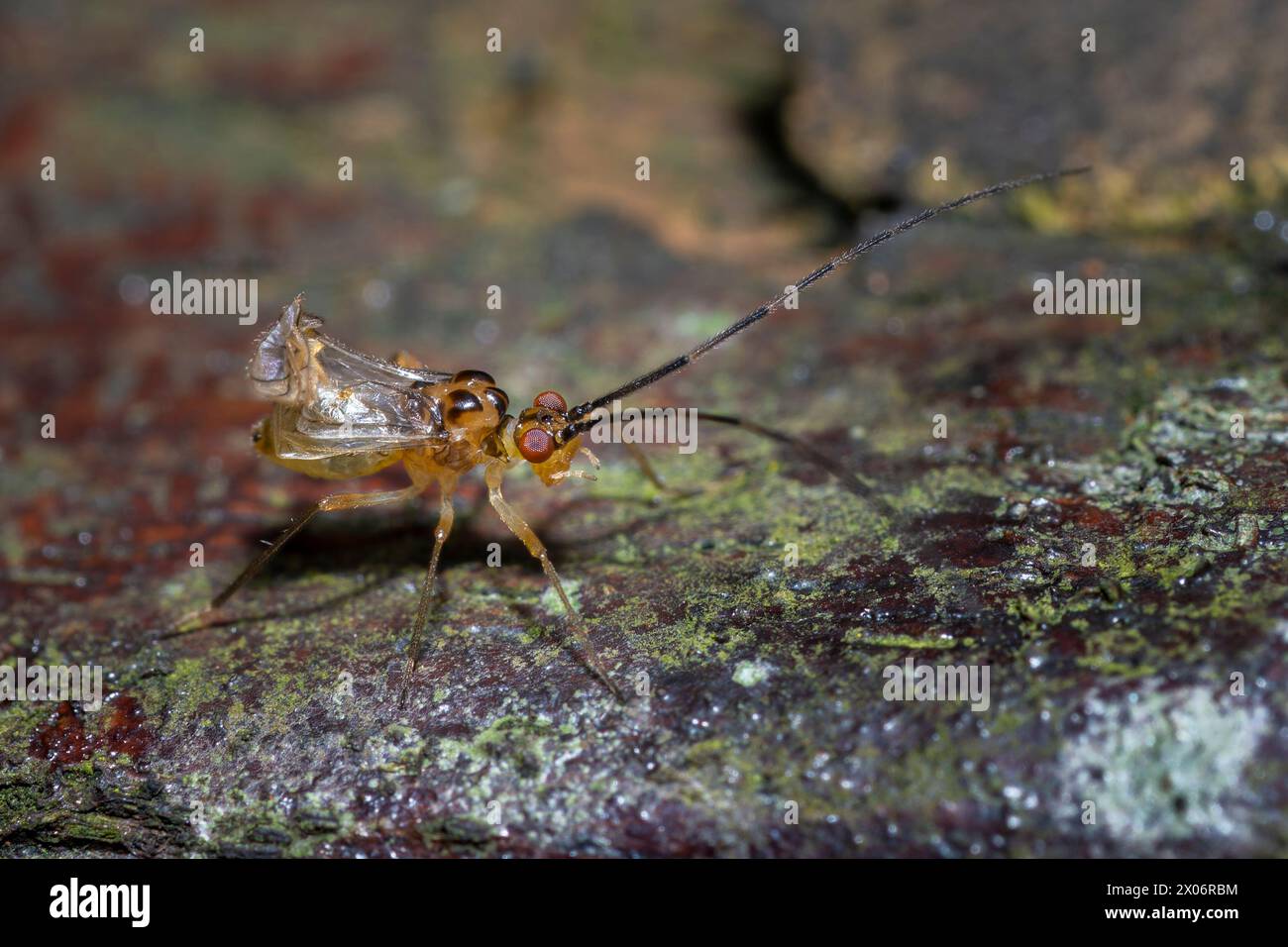 Barklouse aux ailes de l'image, Graphopsocus cruciatus macro plan d'un insecte Banque D'Images