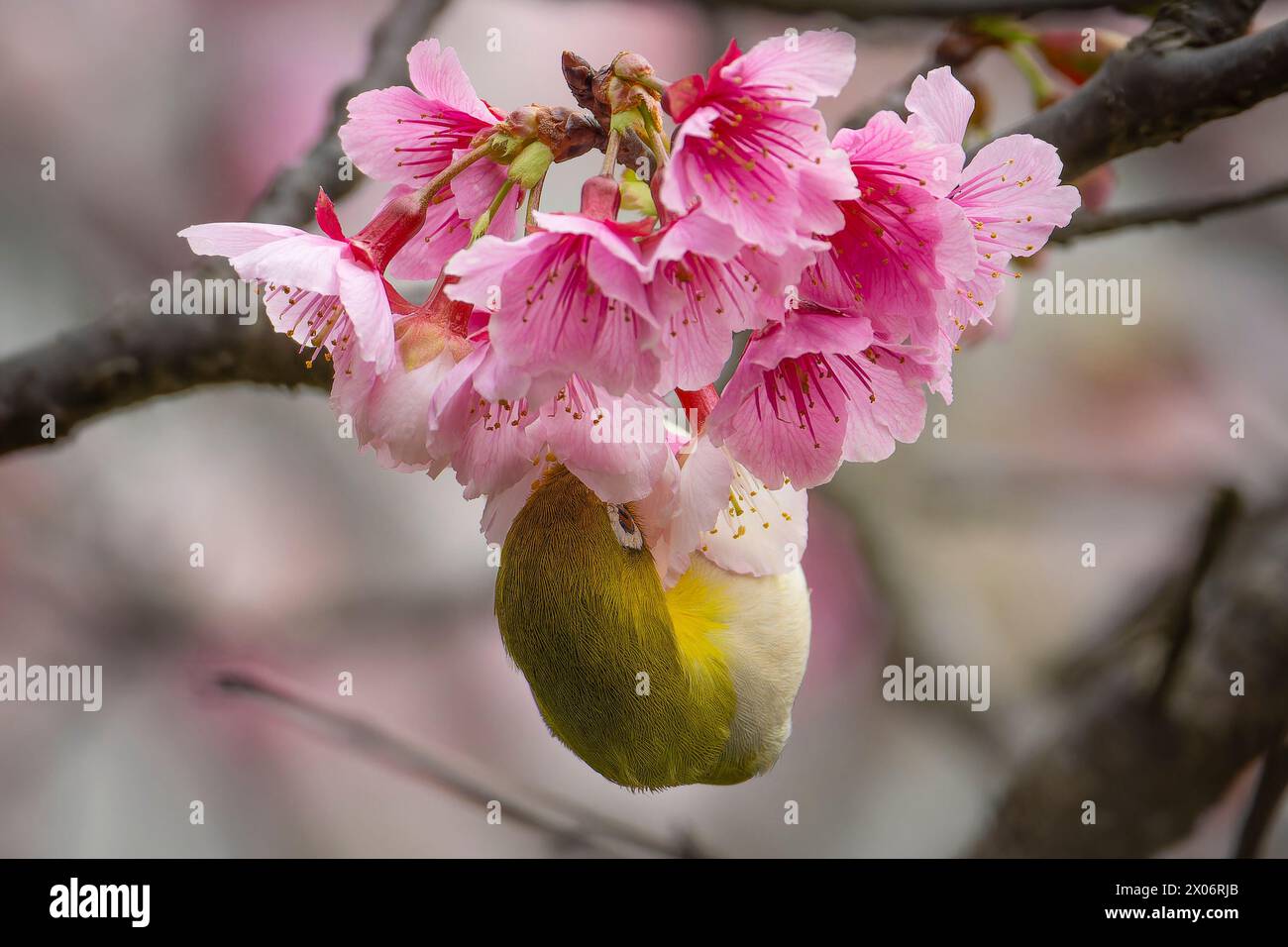 Warbling White-eye, Zosterops japonicus mangeant du nectar de fleur de cerisier Banque D'Images