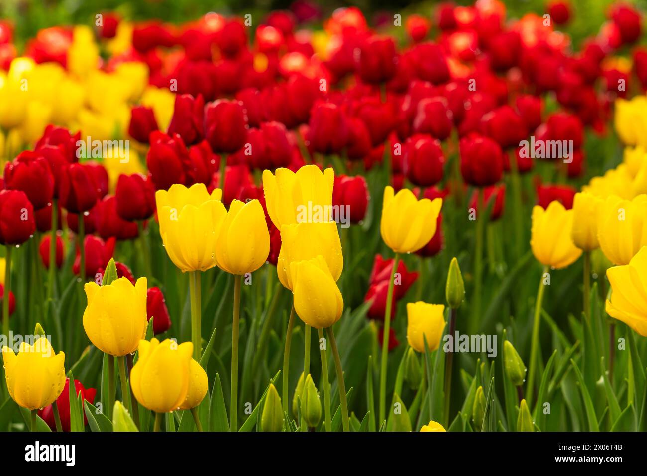 Champ de tulipes colorées champ de tulipes rouges nombreuses fleurs rouges fleurs de printemps champ de tulipes rouges tulipes jaunes tulipes fleurs roses champ Banque D'Images