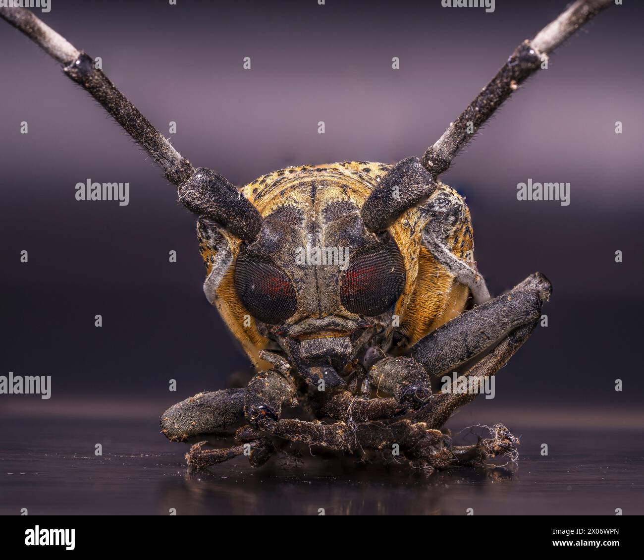 Apriona rugicollis Banque D'Images