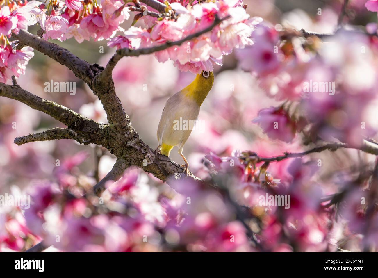 Warbling White-eye, Zosterops japonicus mangeant du nectar de fleur de cerisier Banque D'Images