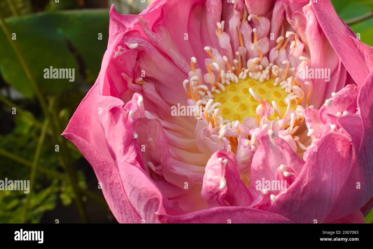 Belle fleur de lotus rose commence à fleurir et entourée de feuilles vertes (gros plan) Banque D'Images