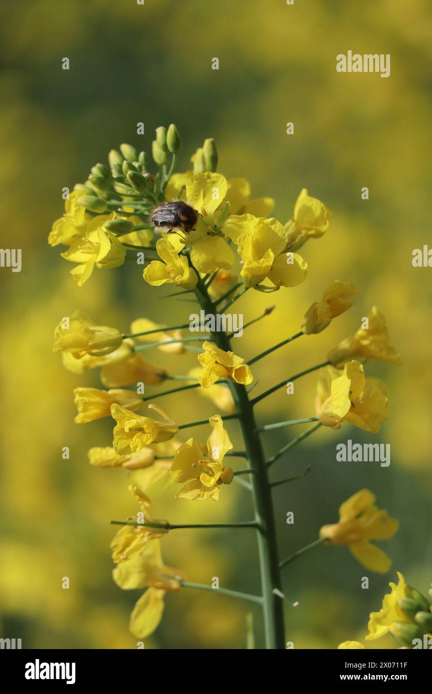 Chafer à fleurs poilues avec acariens sur colza Banque D'Images