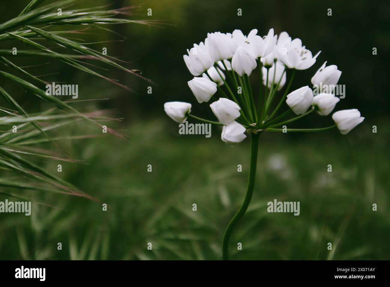 Fleurs blanches en fleurs dans le jardin de printemps. Plante en floraison printanière sur fond vert foncé. Allium neapolitanum (Naples Leek) Îles maltaises flore Banque D'Images