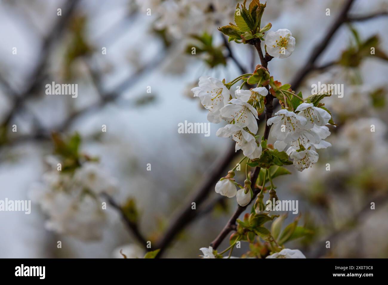 Foyer sélectif de belles branches de cerisiers en fleurs sur l'arbre sous ciel bleu, belles fleurs Sakura pendant la saison de printemps dans le parc, Floral Banque D'Images