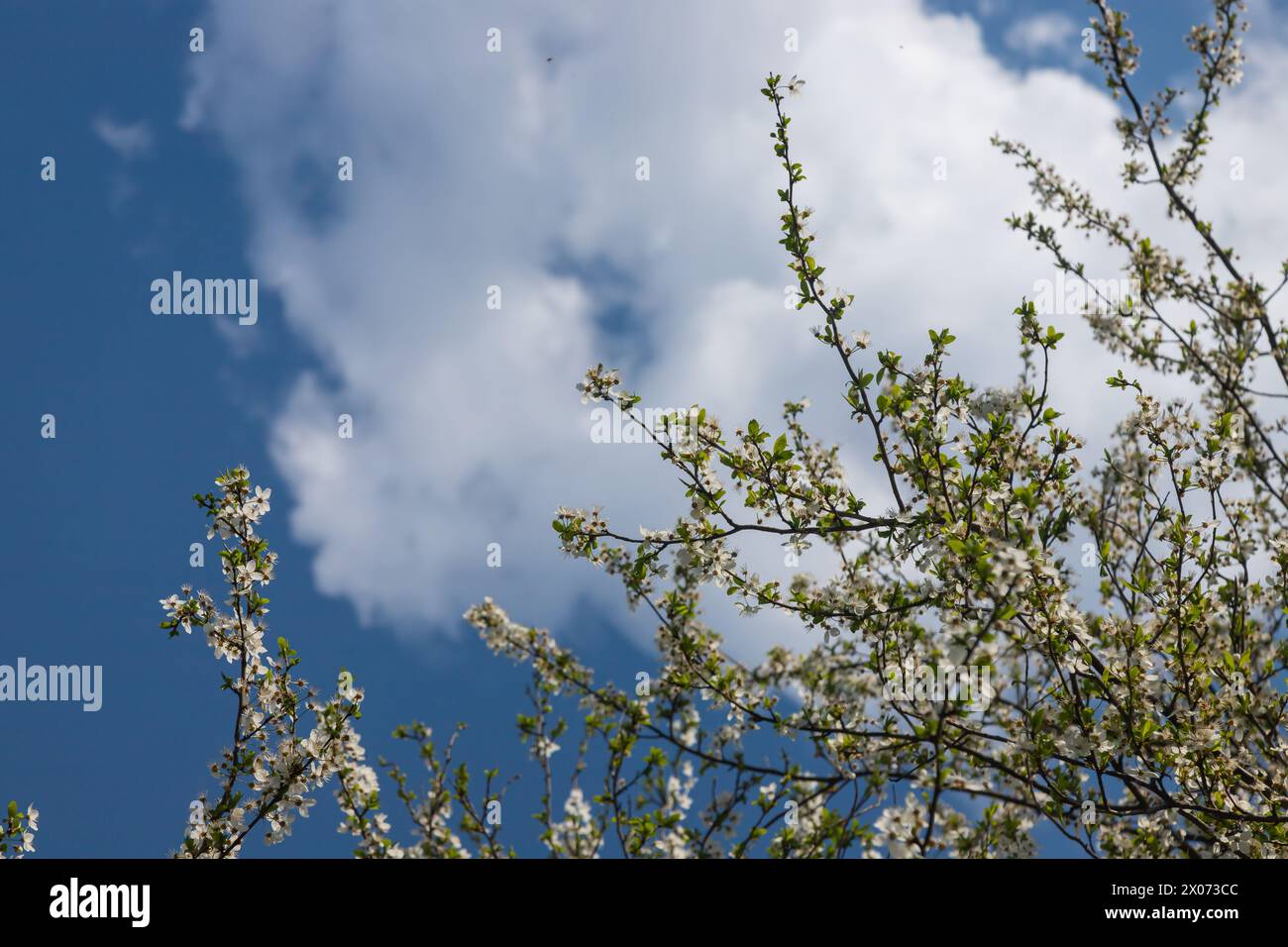 Foyer sélectif de belles branches de cerisiers en fleurs sur l'arbre sous ciel bleu, belles fleurs Sakura pendant la saison de printemps dans le parc, Floral Banque D'Images