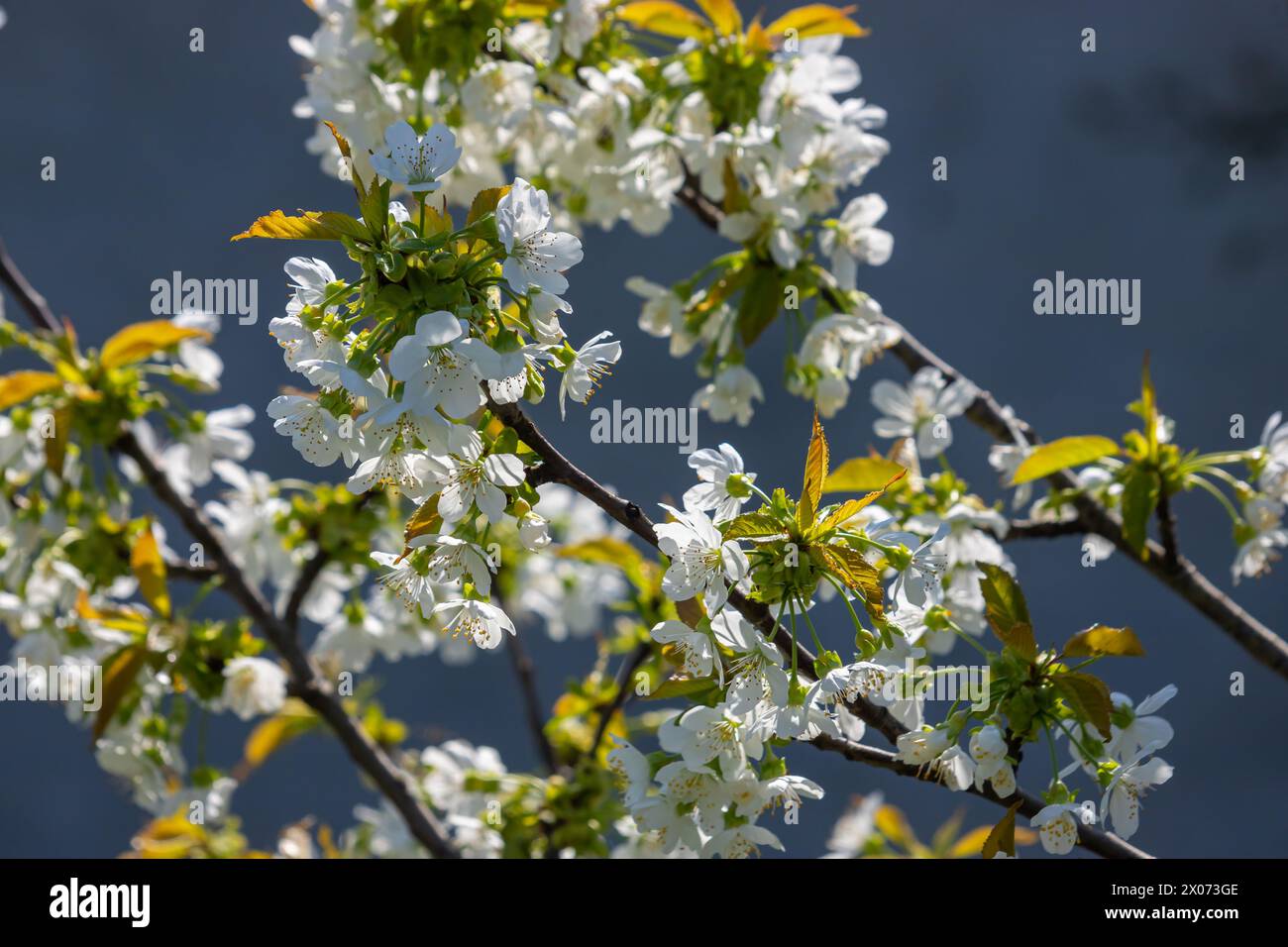 Foyer sélectif de belles branches de cerisiers en fleurs sur l'arbre sous ciel bleu, belles fleurs Sakura pendant la saison de printemps dans le parc, Floral Banque D'Images